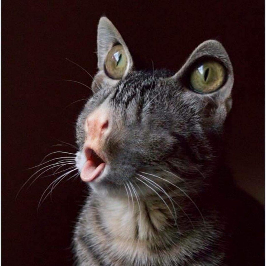 Смешные морды котов