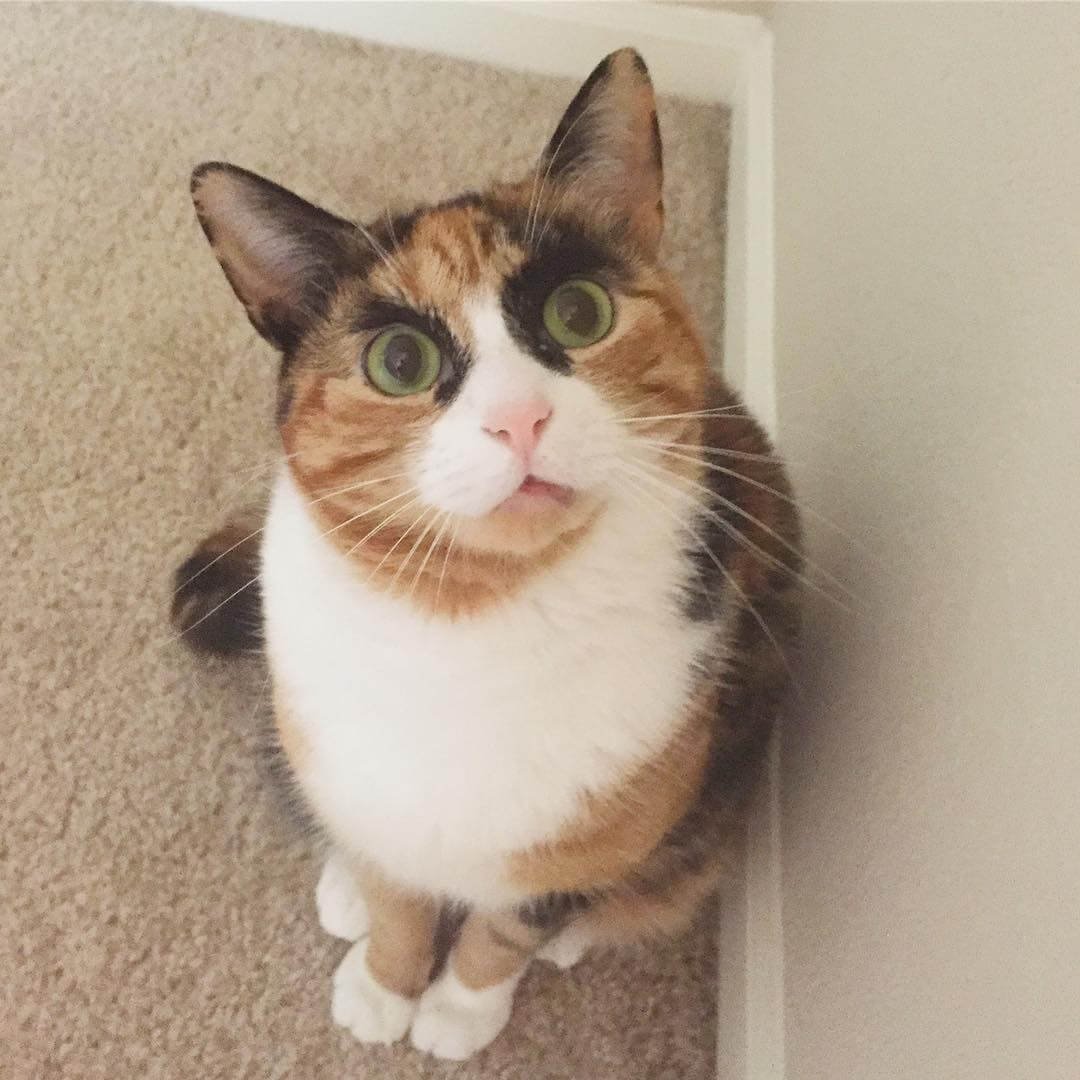 Бровастый кот