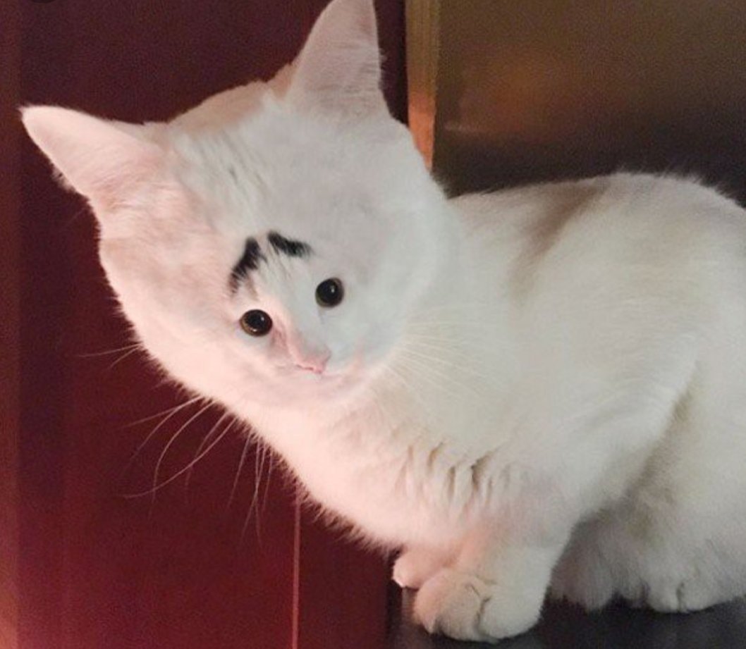 Белый кот с бровями