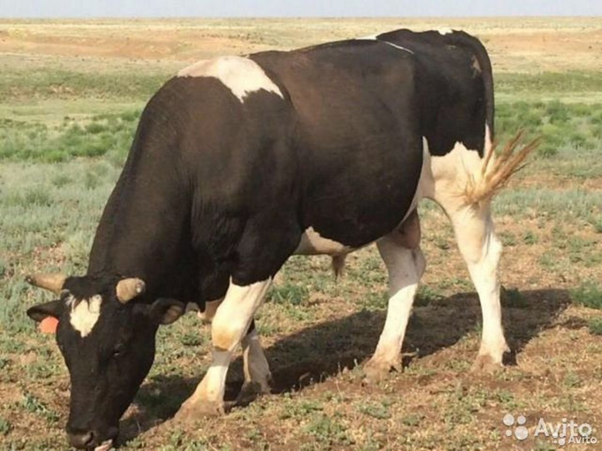 Черная пестрая порода Быков