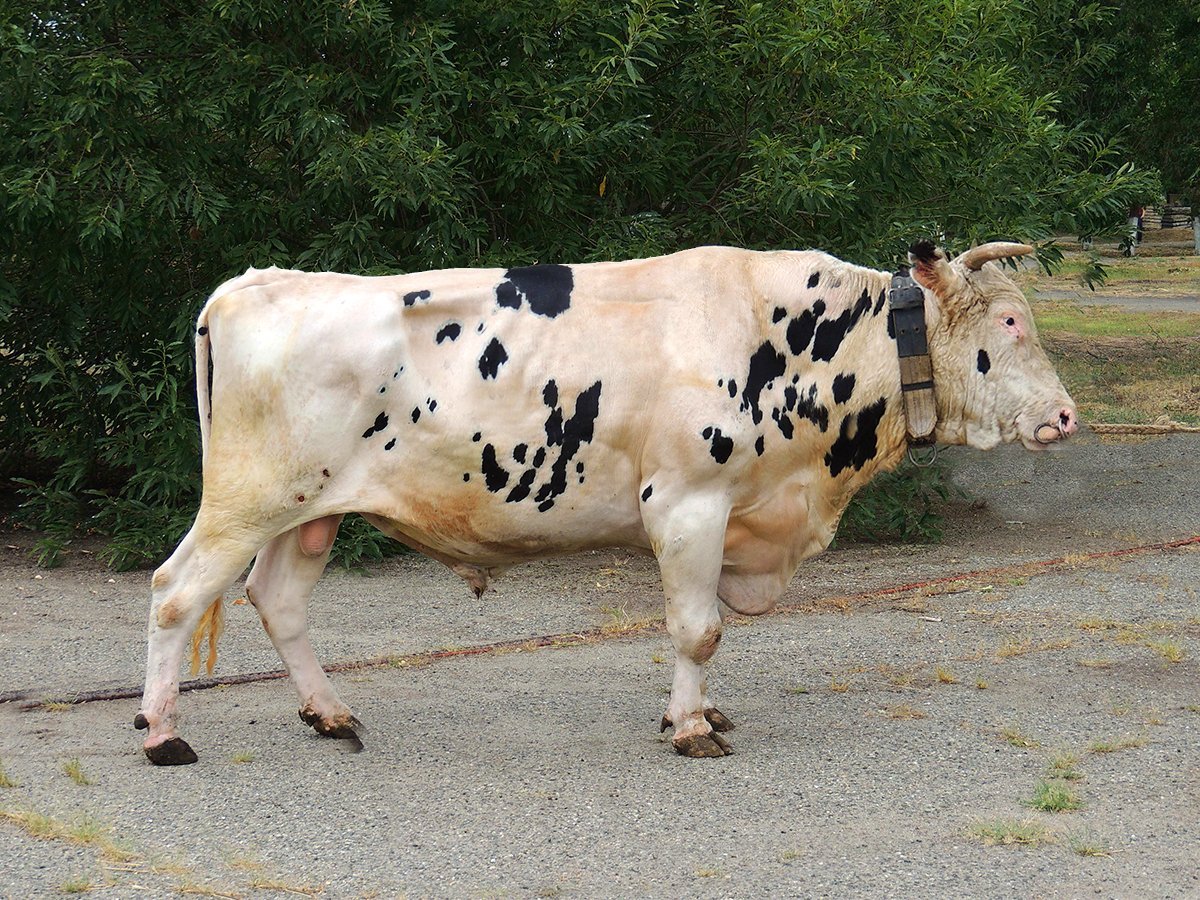 Быки чёрно-пёстрой породы