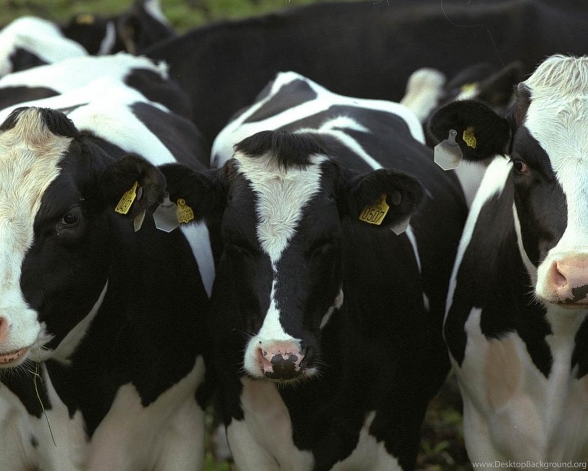 Голштинская порода Быков