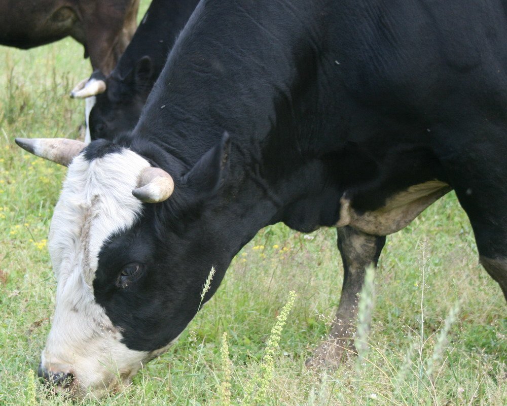 Черно пестрый бык