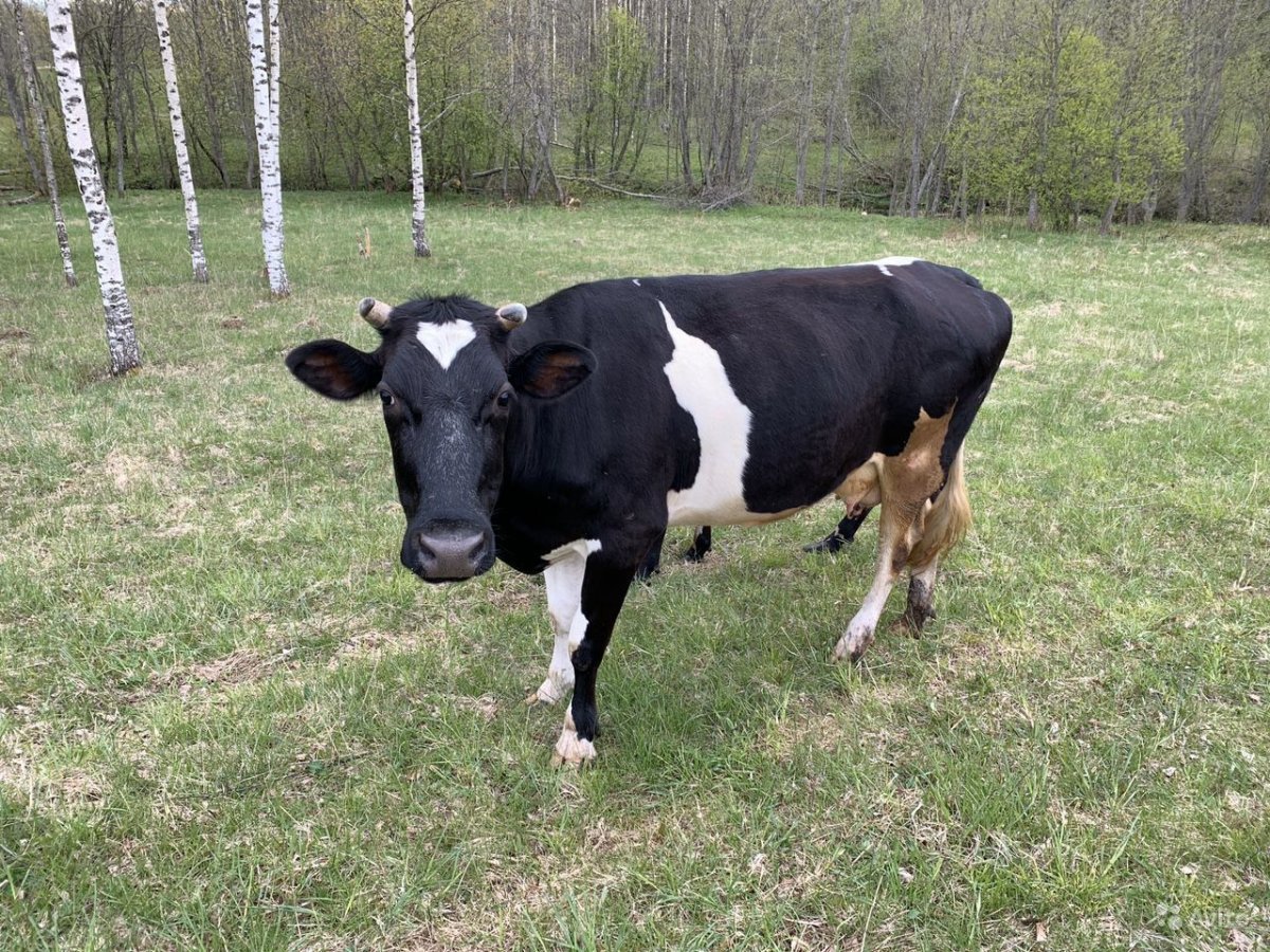 Чёрно-пёстрая порода Быков