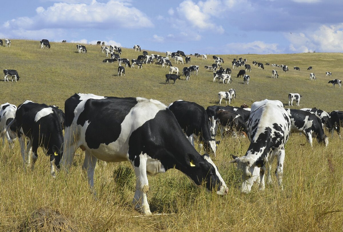 Стадо Быков