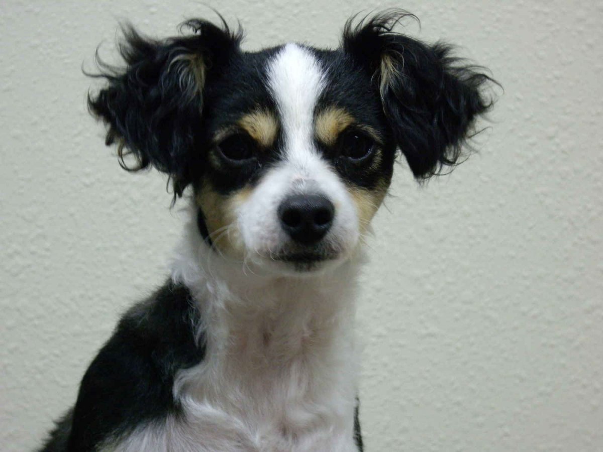 Смесь Джек Рассела и Йорка