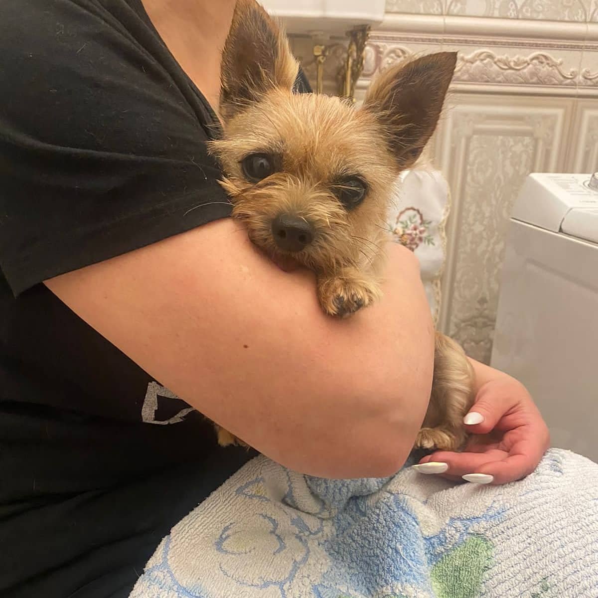 Метис тоя и Йорка