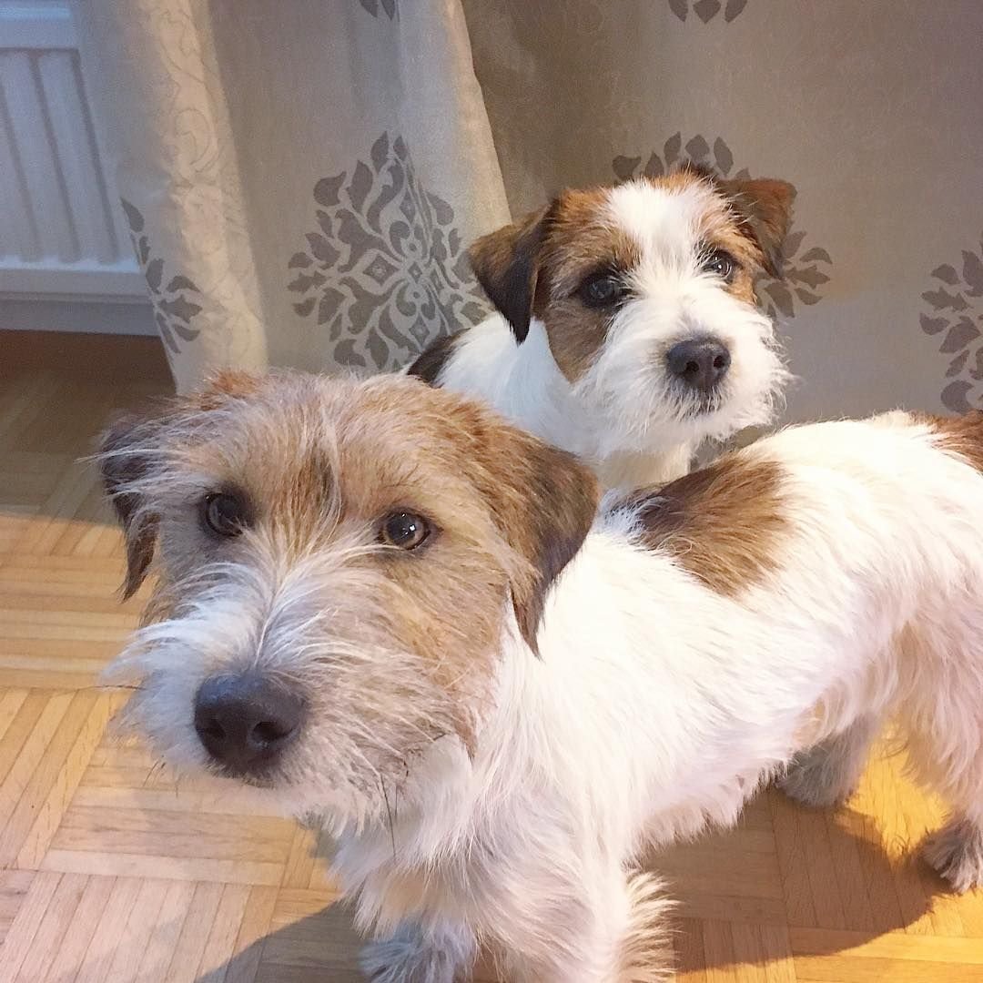 Метисы Джек Рассел терьера