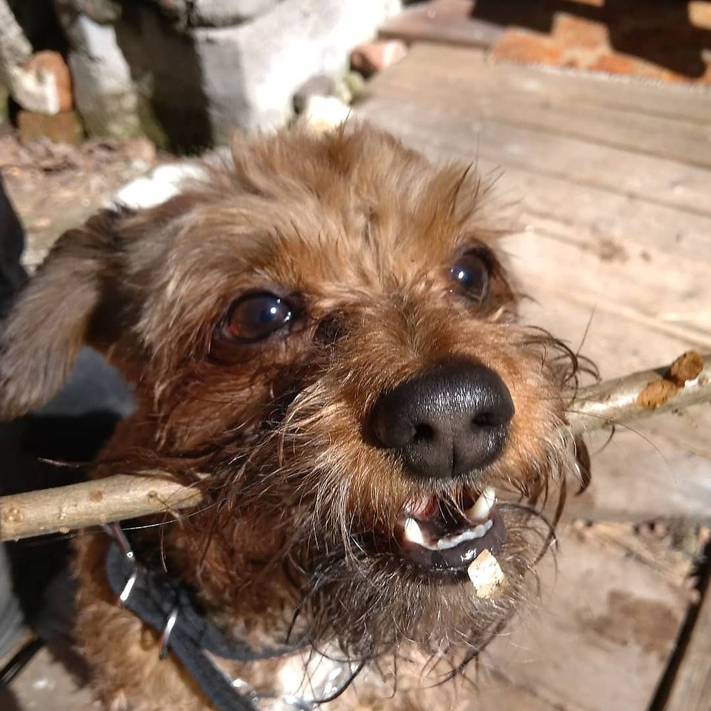 Питбуль хаски метис