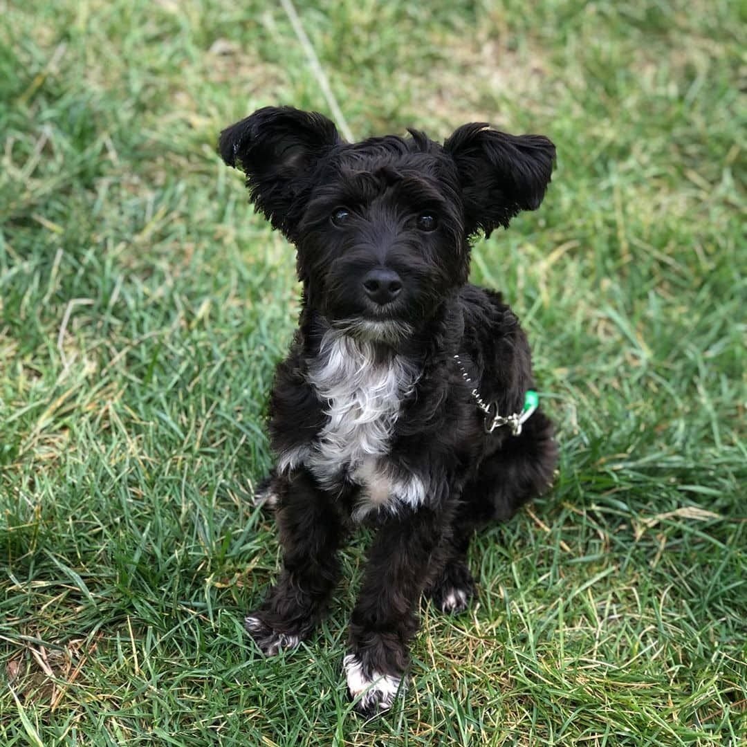 Смесь таксы и чихуахуа