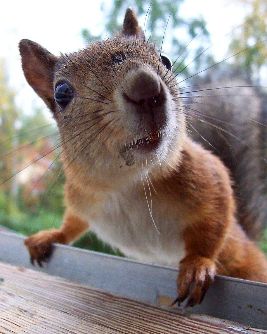 Любопытная белка