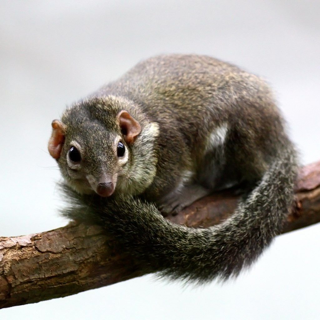 Белка тупайя