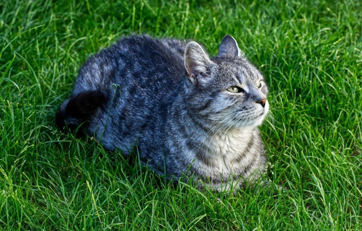 Обычная серая кошка