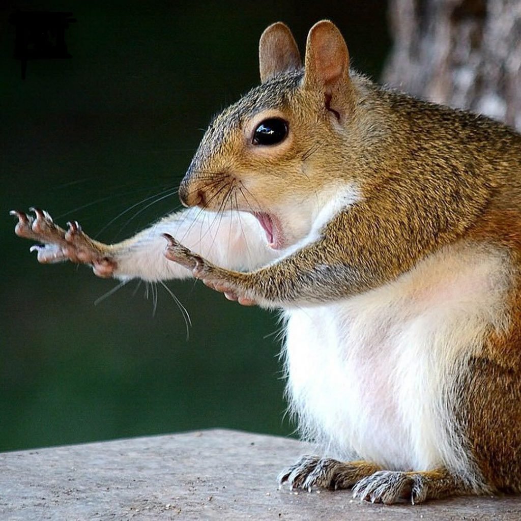 Удивленная белка