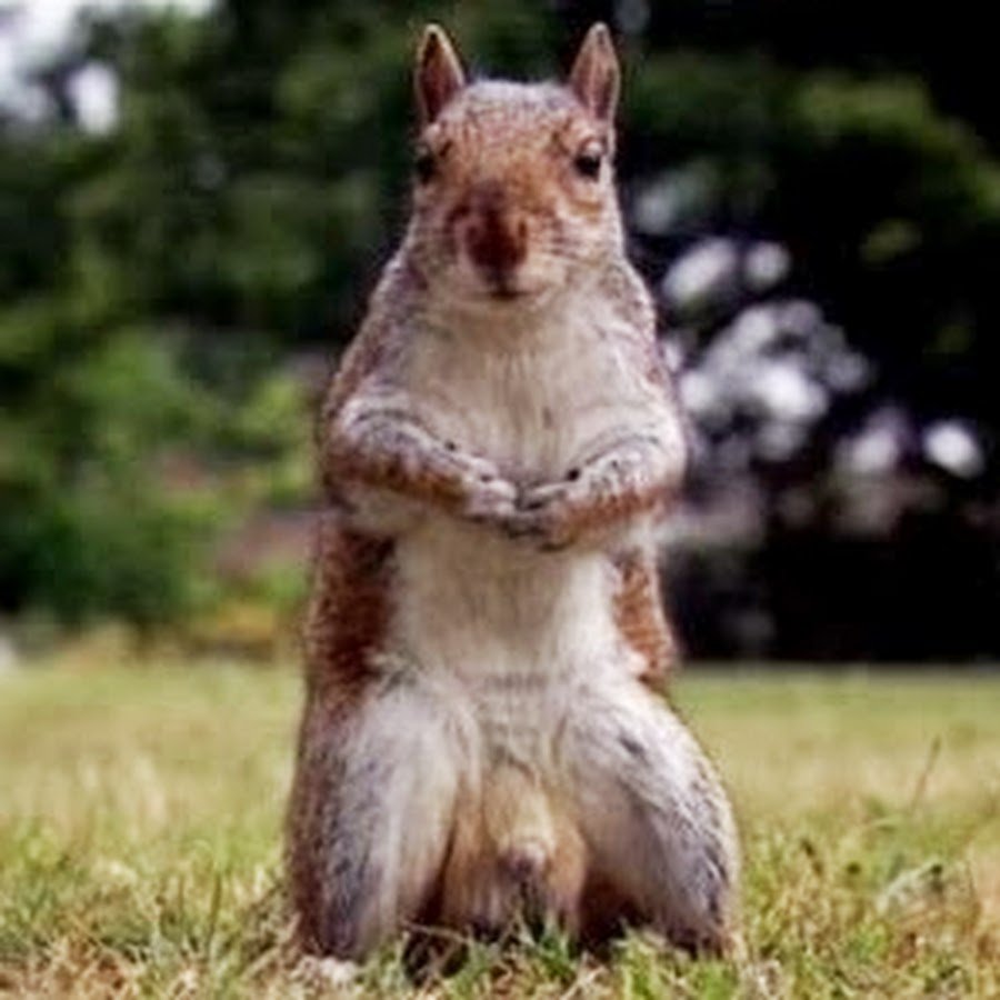 Беличьи яйца