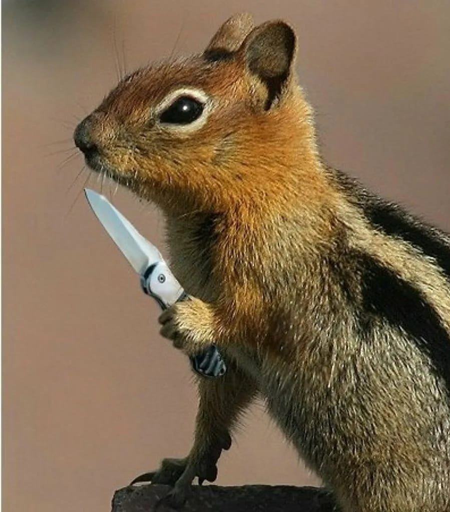 Злой бурундук