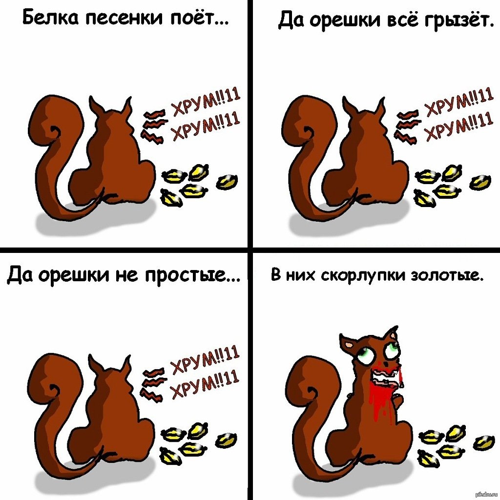 Приколы про белку