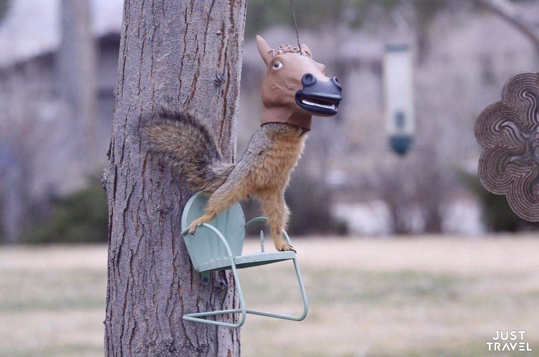 Старая белка