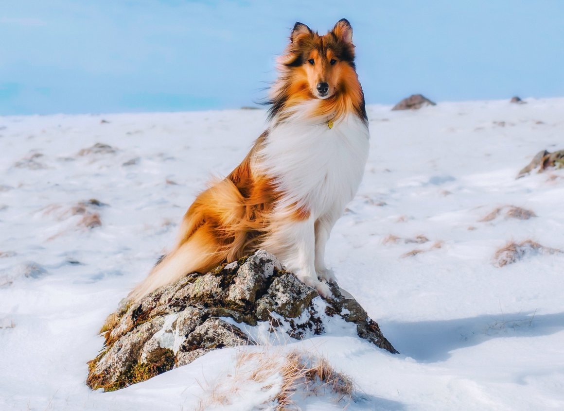 Шетландская овчарка шелти