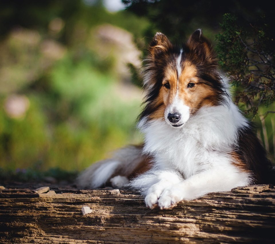 Овчарка колли