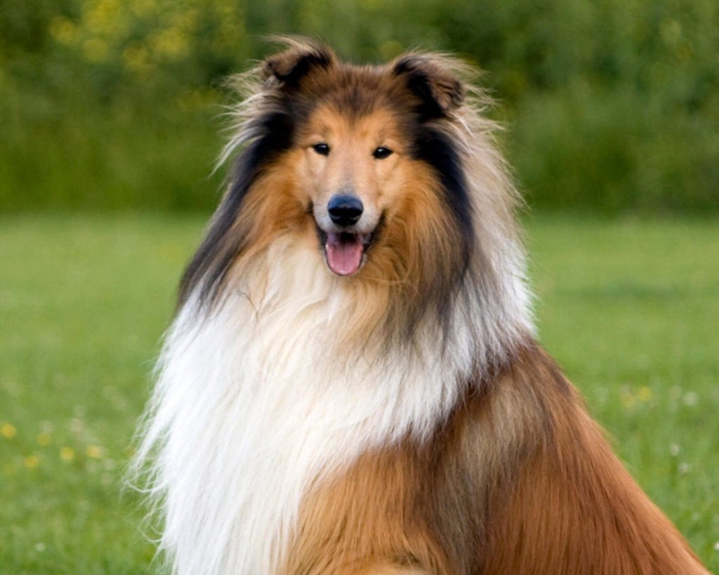 Колли в Шотландии