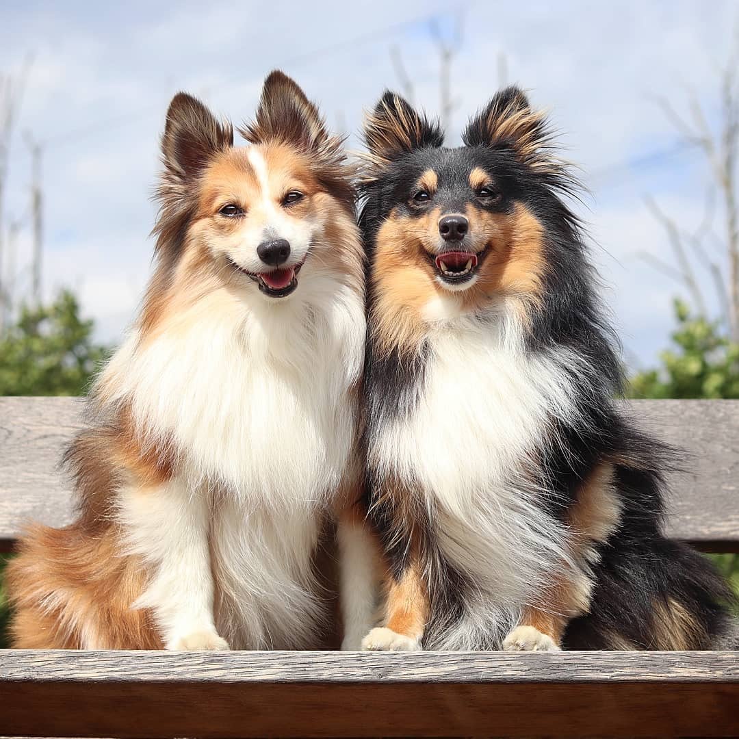 Британская колли