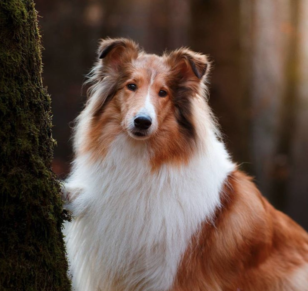 Шелти собака маленькая