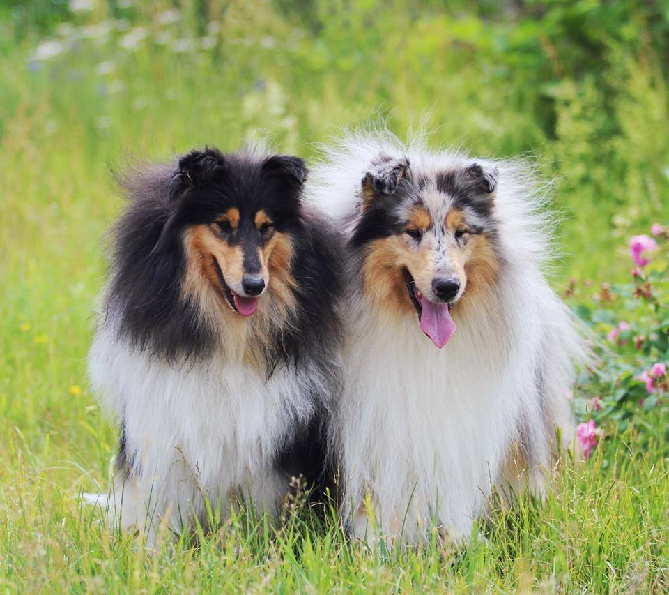 Шотландская овчарка (колли)