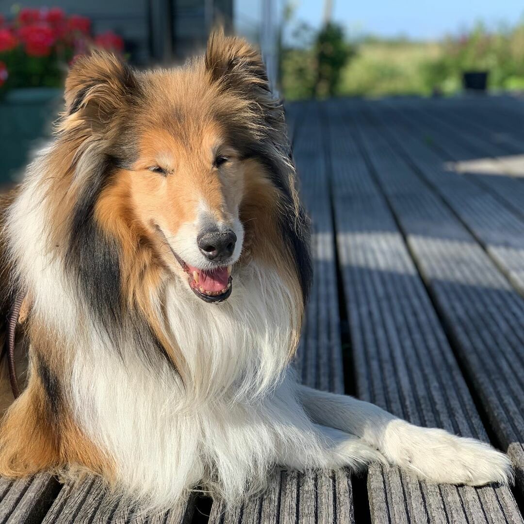 Овчарка колли