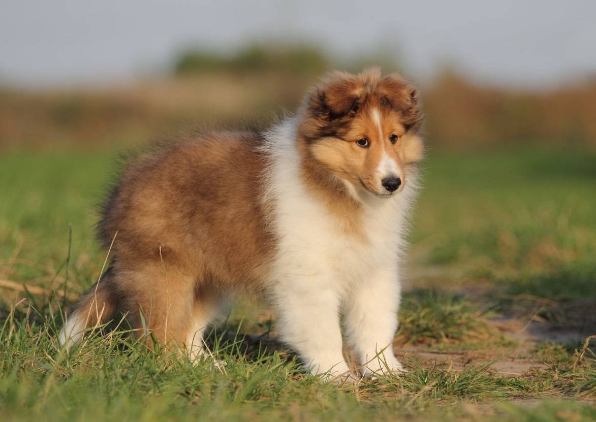 Лесси собака порода