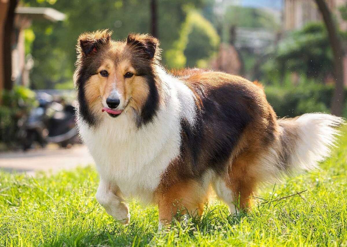 Собака колли Лесси