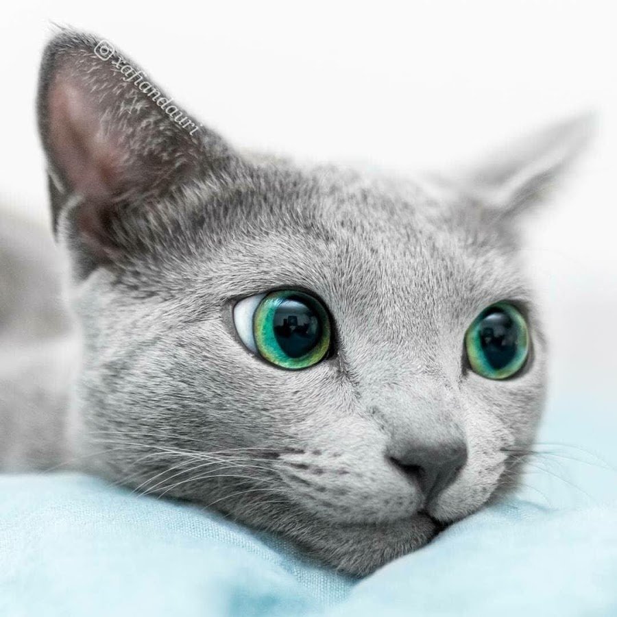 Алтайская голубоглазая кошка