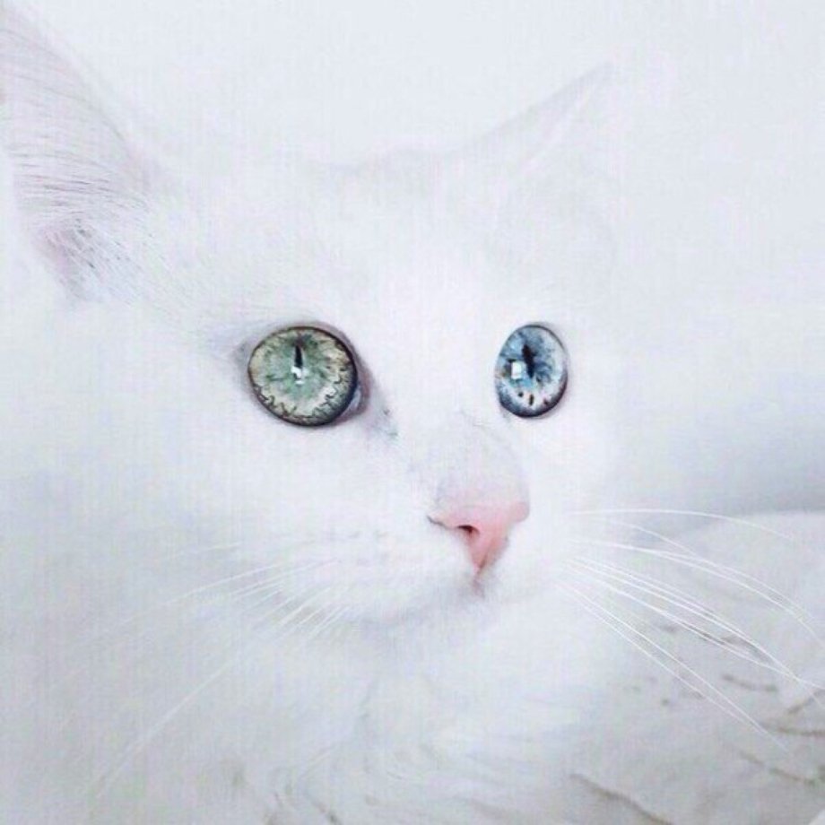 Сиамский Рэгдолл