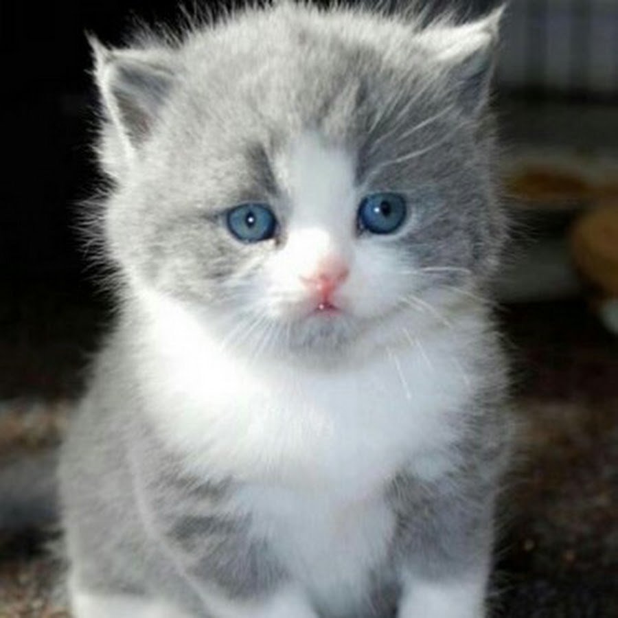 Охос азулес черный