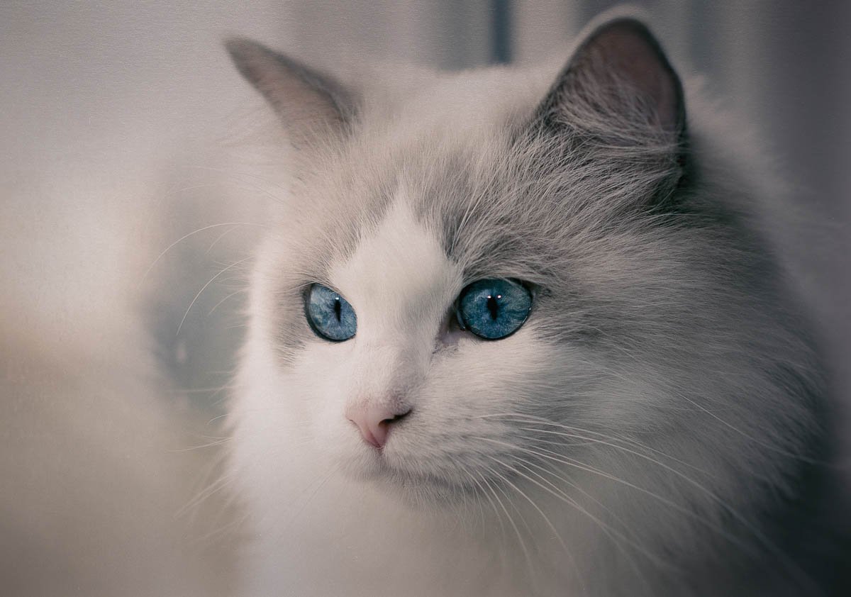 Охос азулес серый