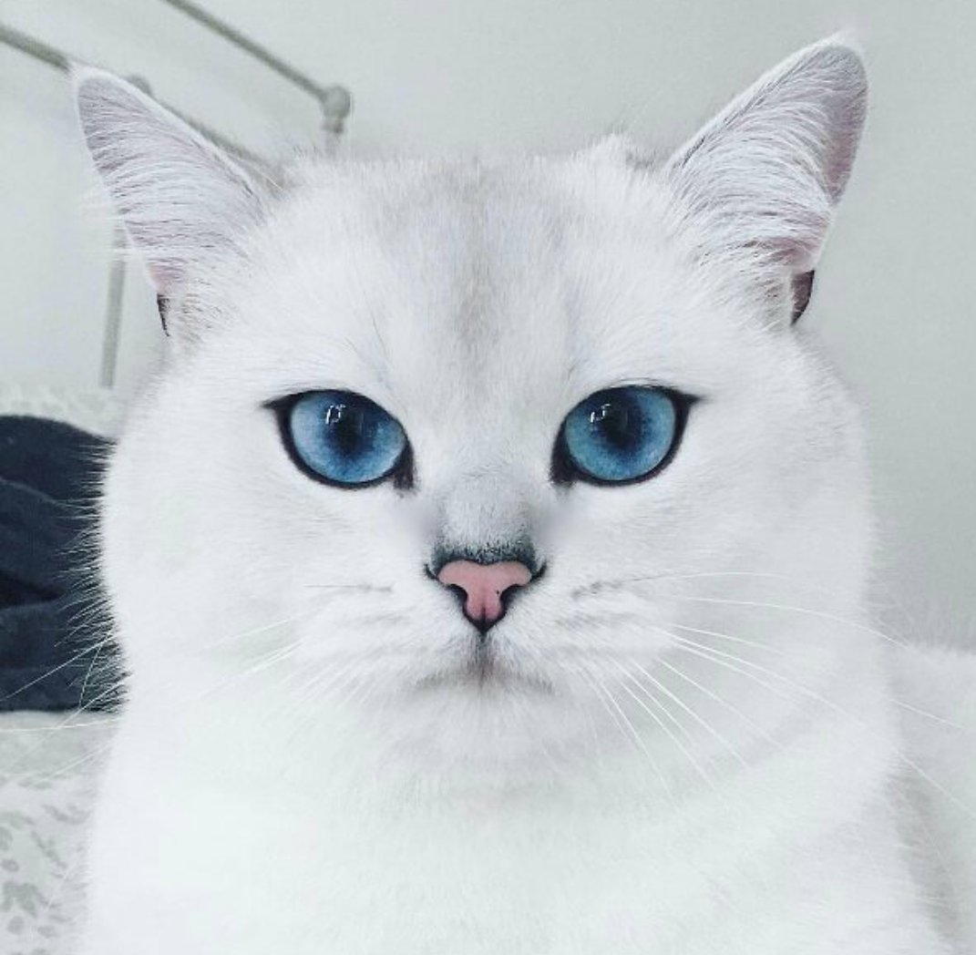 Британец котенок голубоглазый