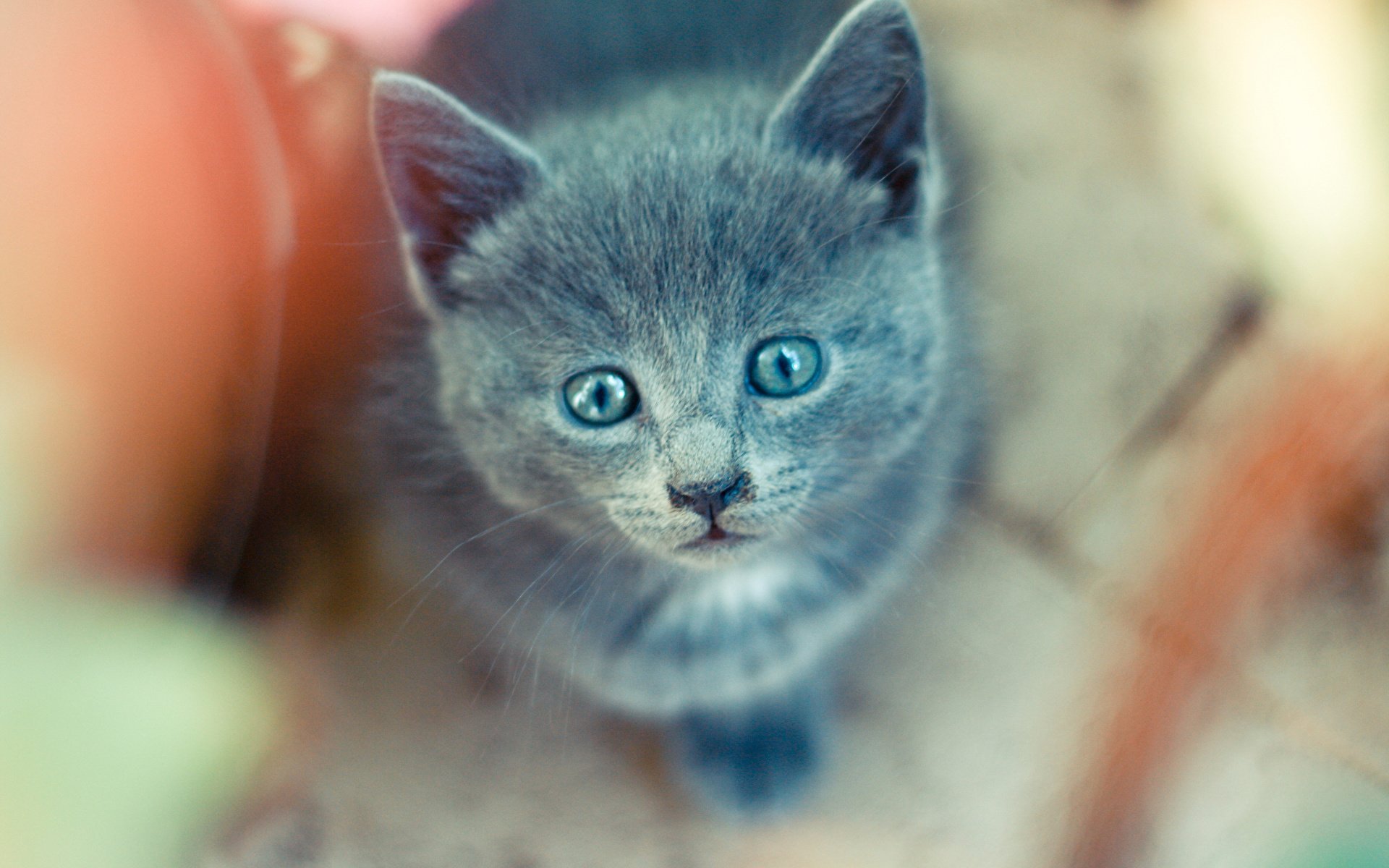 Котенок с голубыми глазами фото