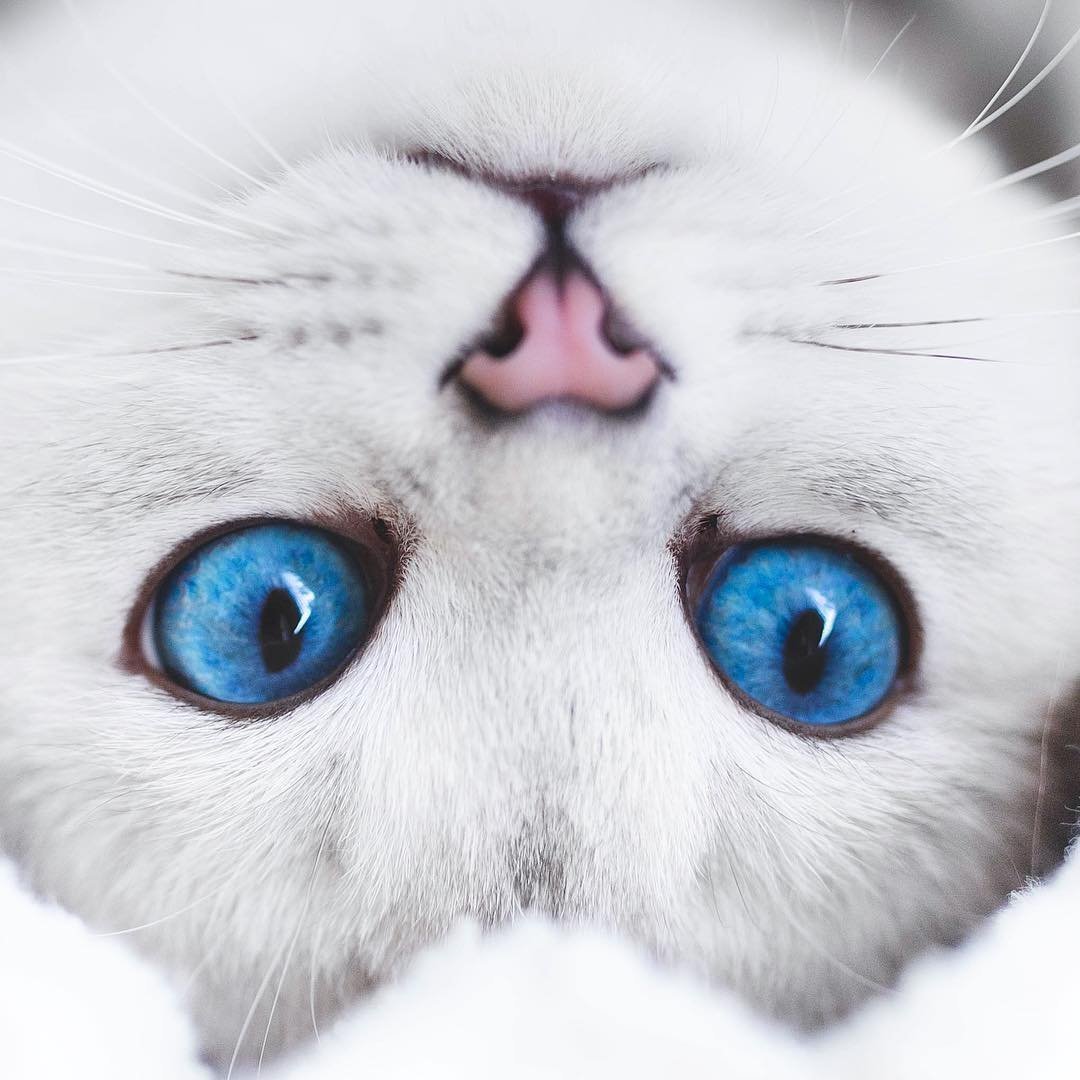 Котенок с красивыми глазами