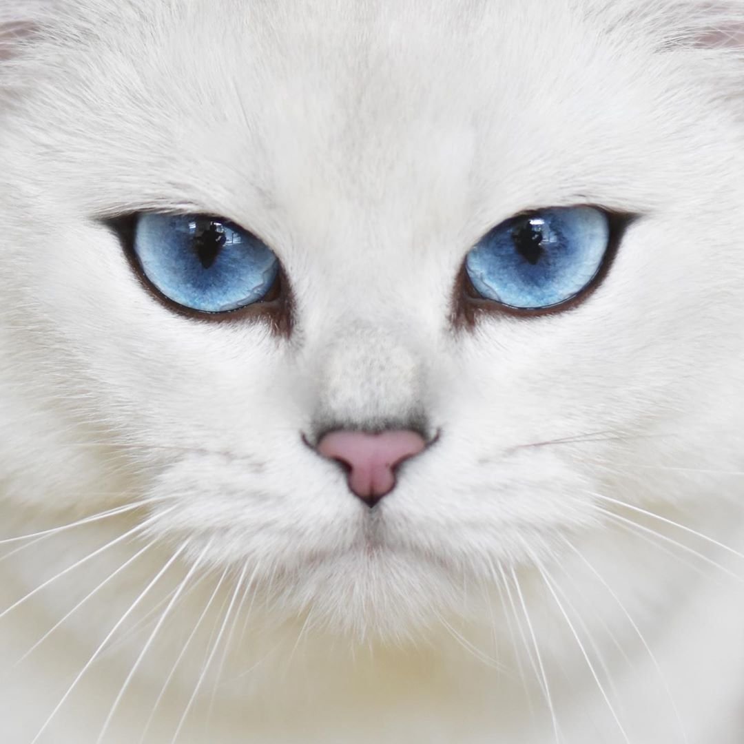 Глаза кошки