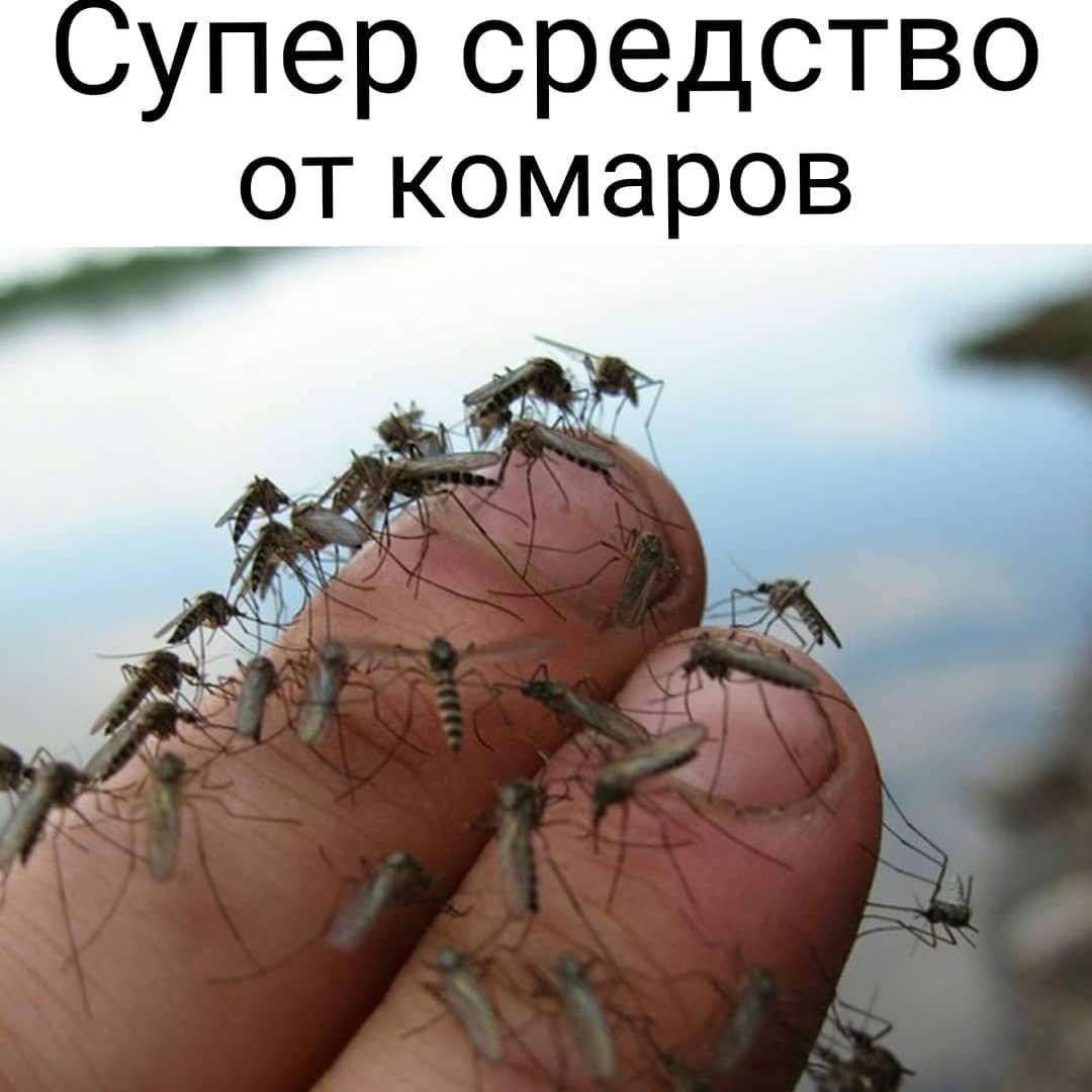 Стая комаров