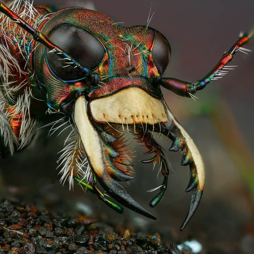 Макросъемка насекомых