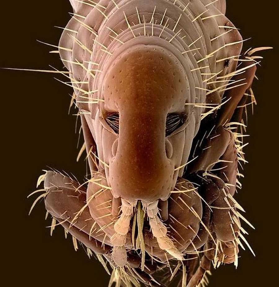 Астраханская мошка под микроскопом