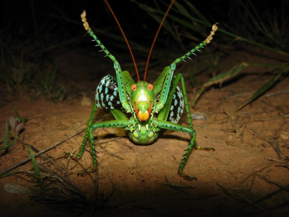 Neobarrettia spinosa кузнечик