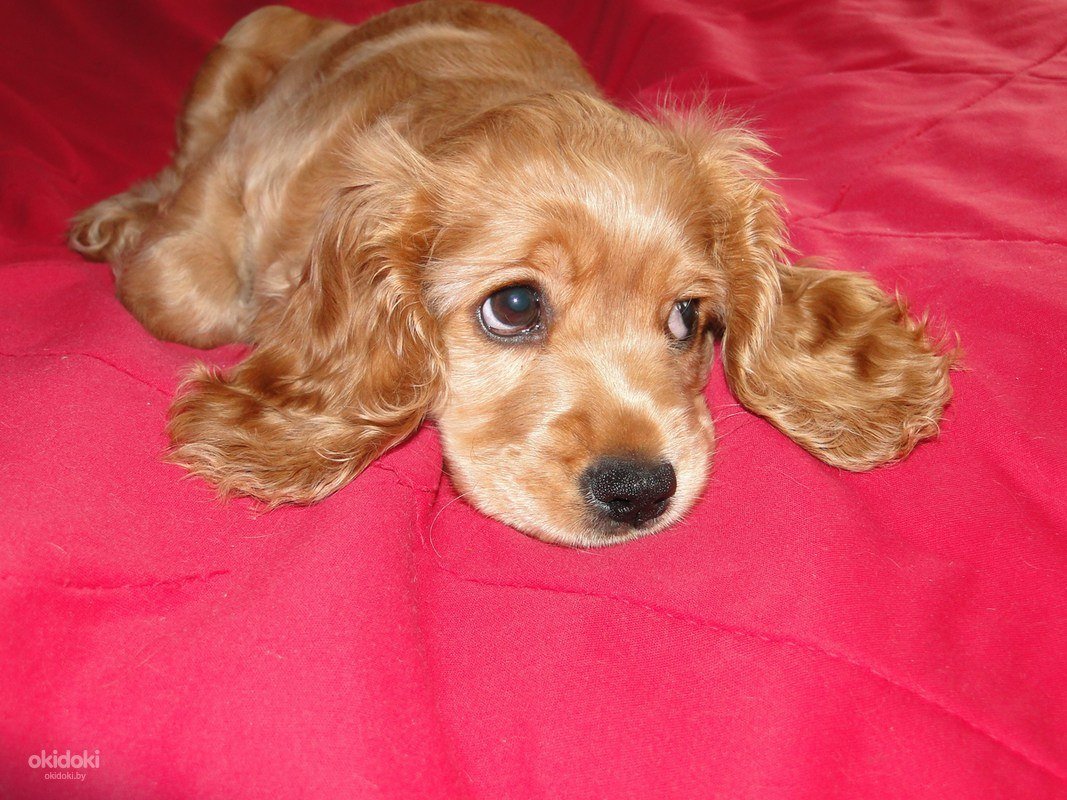 Картинки маленький кокер спаниель