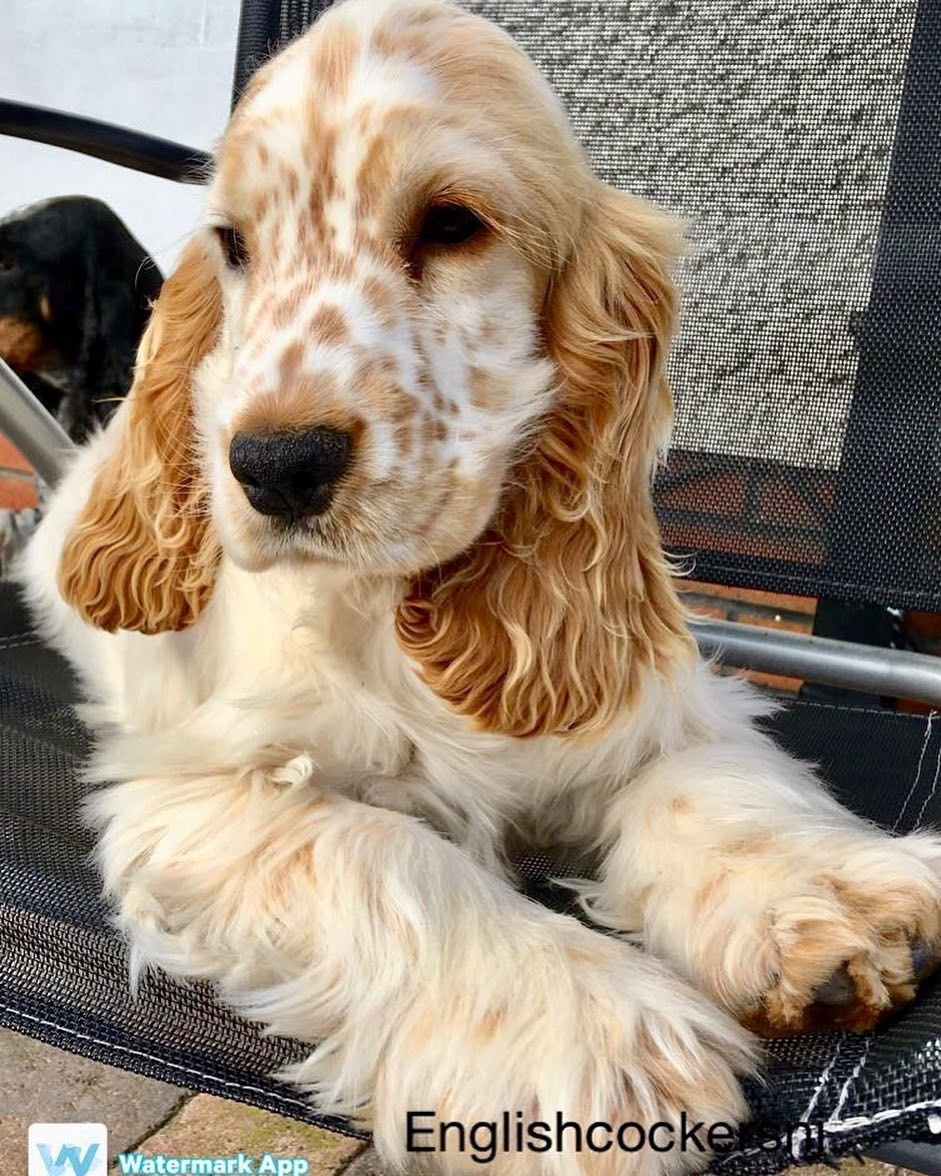 Кокер спаниель пятнистый