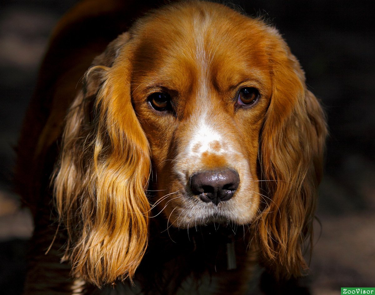 Английский кокер-спаниель