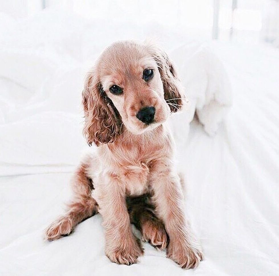 Английский кокер спаниель охотничья собака