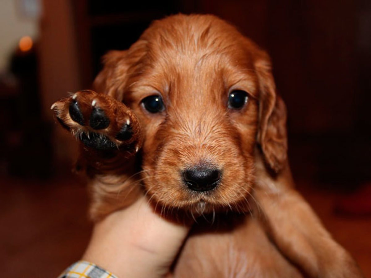 Самый интересный факт о собаке кокер-спаниель