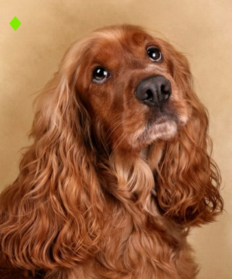 Шотландский кокер спаниель