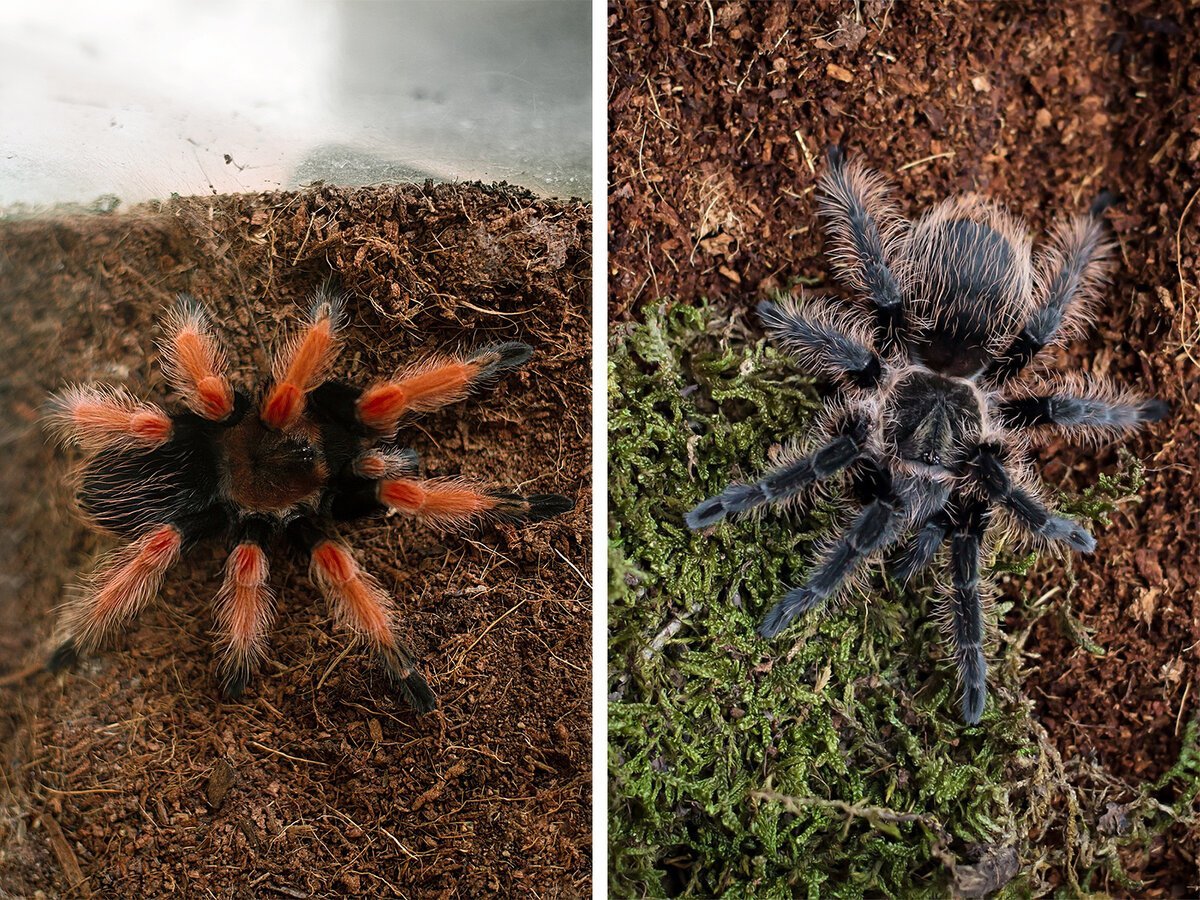 Брахипельма альбопилосум Никарагуа